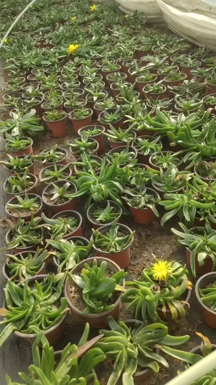 长势旺盛的黄花照波,养花我们是认真的。关注我,每天带你看肉肉