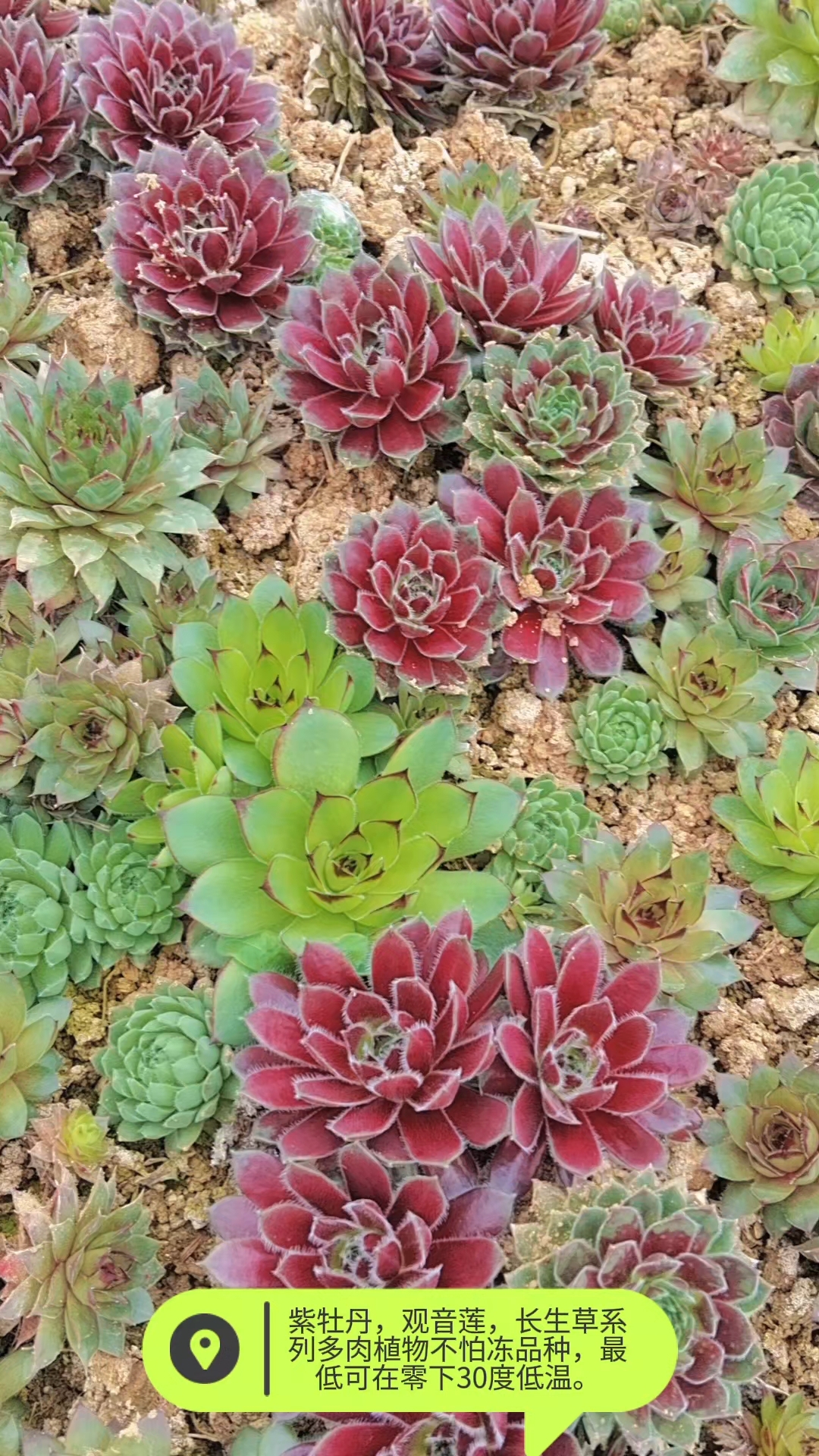 不怕冻的多肉品种,长生草系列,品种多,颜色全。