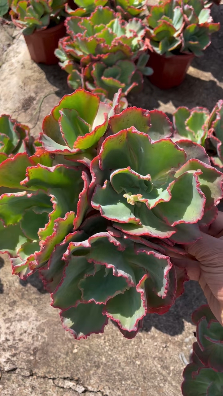 舞会红裙,这个名字起的好形象,多肉植物盆栽组合