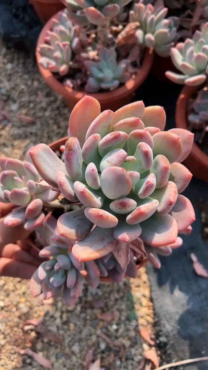 灰姑娘,多肉植物老桩,关注我,每天更新视频带你看尽美丽的肉肉