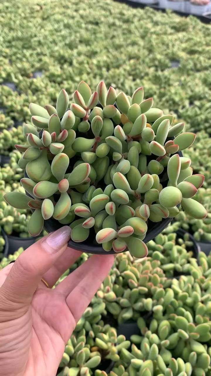 新品多肉   若歌诗  ,我也是第一次见这个品种。喜欢吗?