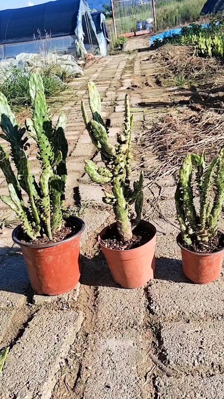 稀有品种,彩扇仙人掌锦,又名变色龙,七彩仙人掌,初日之升