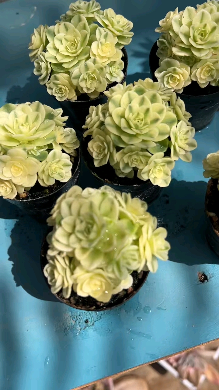 攒得一身香,正待字闺中。留在岁月里,静静等君懂,多肉植物