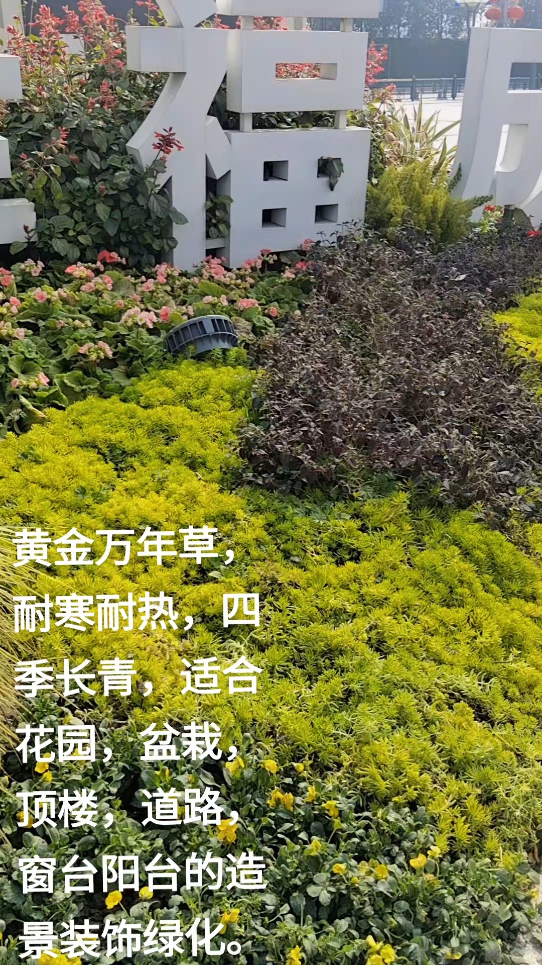 黄金万年草,平凡的小花草,装扮幸福生活。多肉植物