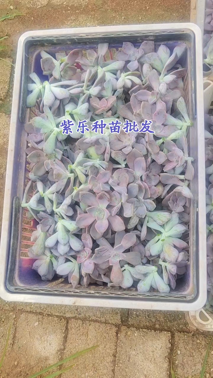 紫乐多肉种苗批发全国包邮,量大优惠。5~7天生根
