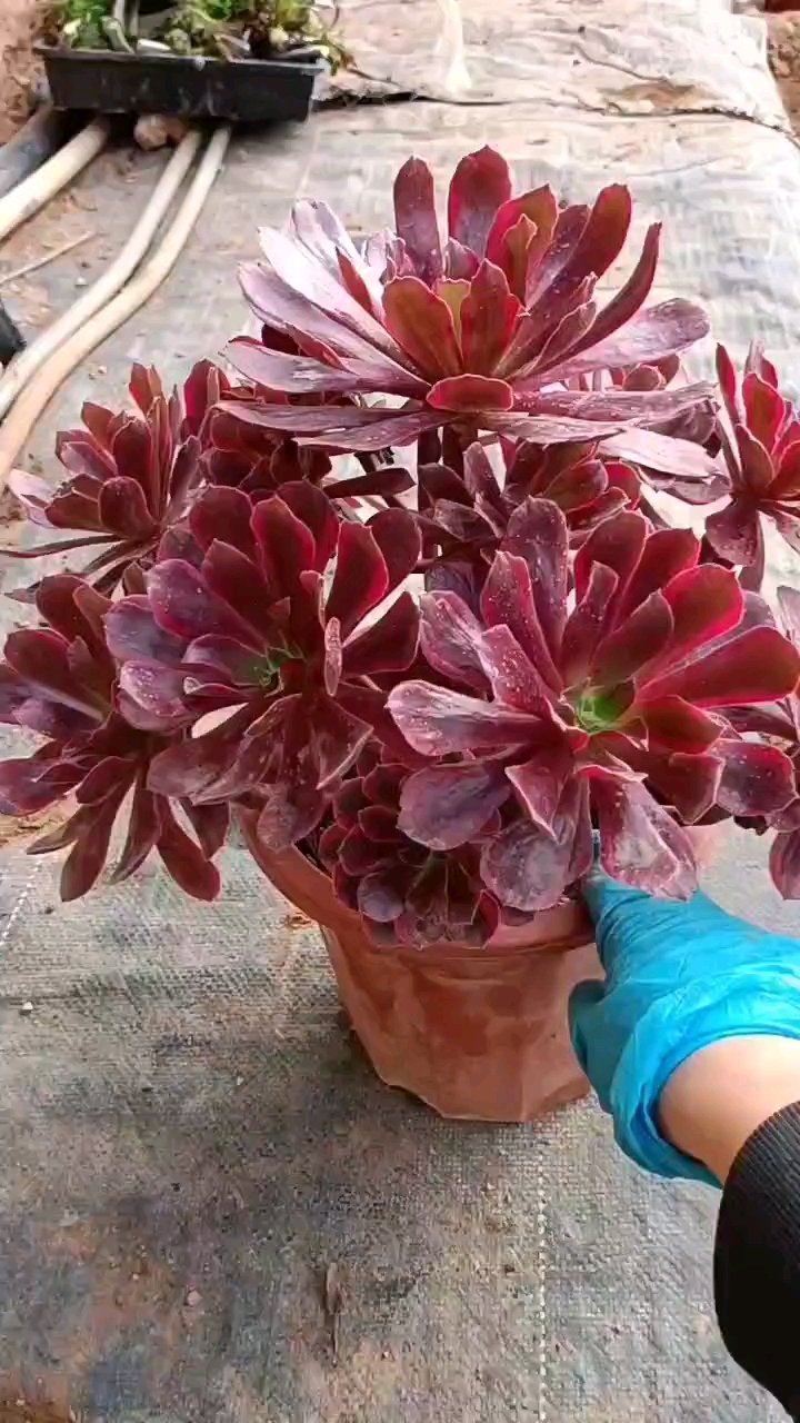 荷兰圆叶玫瑰法师,这样的手捧花总是美美的,让人爱不释手