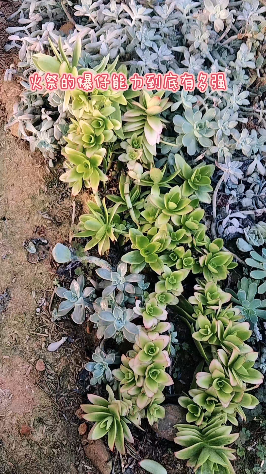 超级爱爆仔的火祭,多肉植物,入冬了马上就会火红色