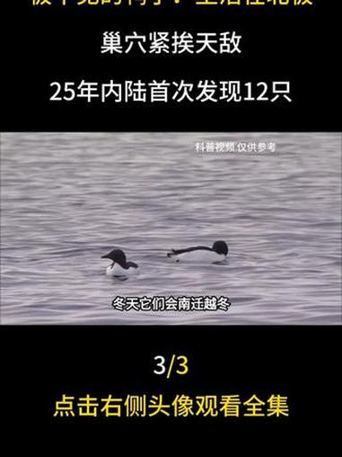 极罕见的鸭子！生活在北极，巢穴紧挨天敌，25年内陆首次发现12只