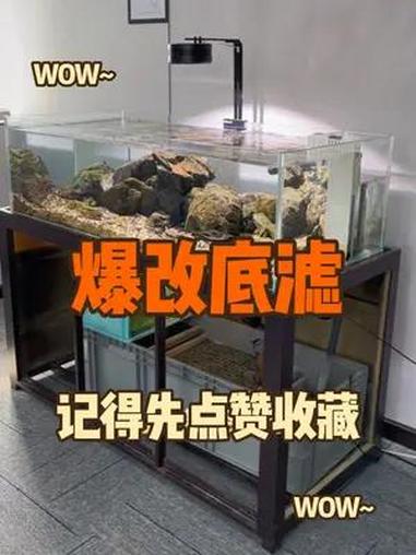 爆改周转箱底滤 周转箱过滤放在鱼缸下面,隐藏起来,干净清爽好清理!养鱼日记 观赏鱼 底滤鱼