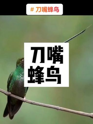 刀嘴蜂鸟(学名:Ensifera ensifera):体型小,其极长的鸟喙是最突出的标记,