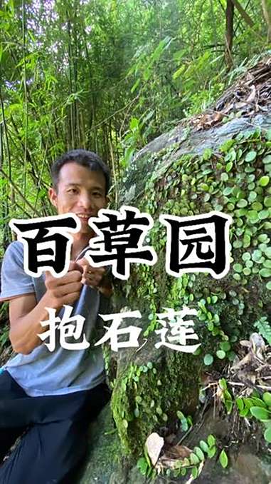 抱石莲配米酒老人弯腰比小孩久,大家都认识它吗?植物科普 植物百科 植物介绍 识百草 一日一