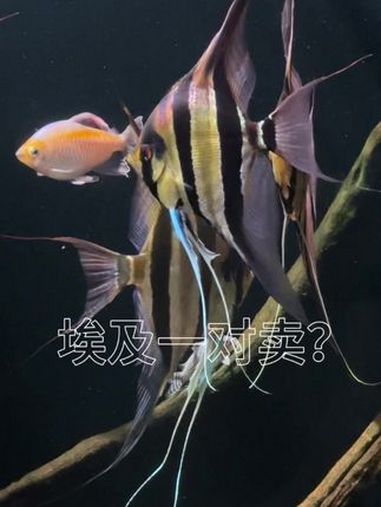 埃及有一对卖吗?南美缸 埃及神仙鱼 养鱼日记 埃及