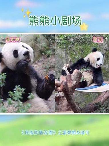熊熊小剧场|《顶流的熊友圈》- 优秀的熊蛋烘糕来了,找渝可……#大熊猫蛋烘糕 #萌宠创作者