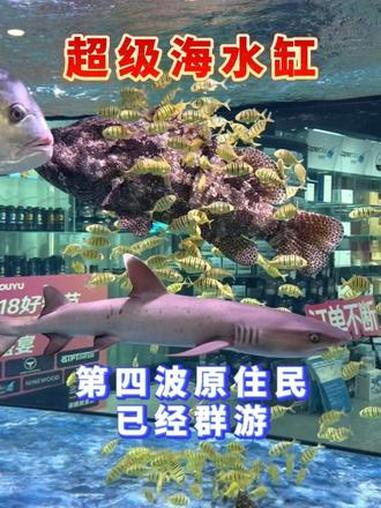 超级海水缸第四波，海水鱼已经开始群游！#海水 #豆鱼 #鲨鱼缸 #海水鱼群游