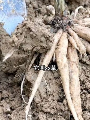 中药材 大自然的馈赠 珍贵药材 滋补养生食材 草本植物
