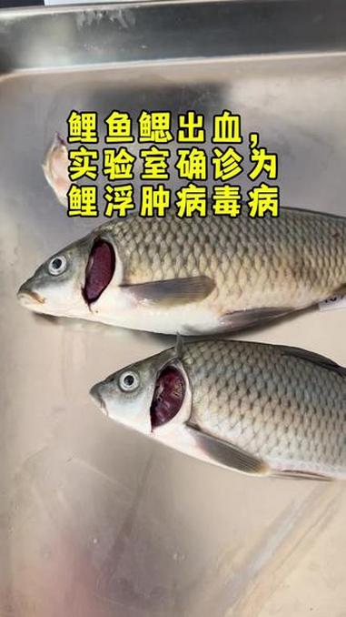 数字渔医 齐同俊 鲤浮肿病毒病 眼球凹陷 鳃出血