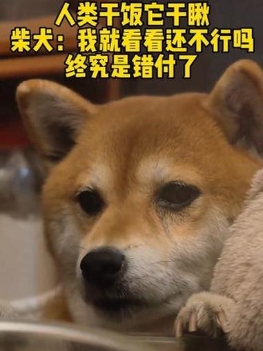 小柴犬陪主人干饭，眼睛就没离开过桌上的菜，望眼欲穿的小眼神疯狂暗示“能不能分我一口”！