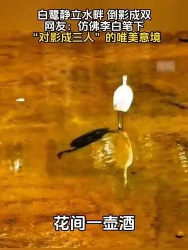 白鹭静立水畔,倒影成双,仿佛李白笔下“对影成三人”的唯美意境。白鹭 对影成三人