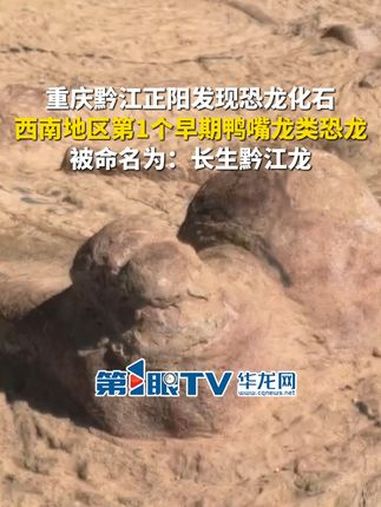 3月27日(报道)重庆黔江。重庆黔江正阳发现恐龙化石,是西南地区第1个早期鸭嘴龙类恐龙,被