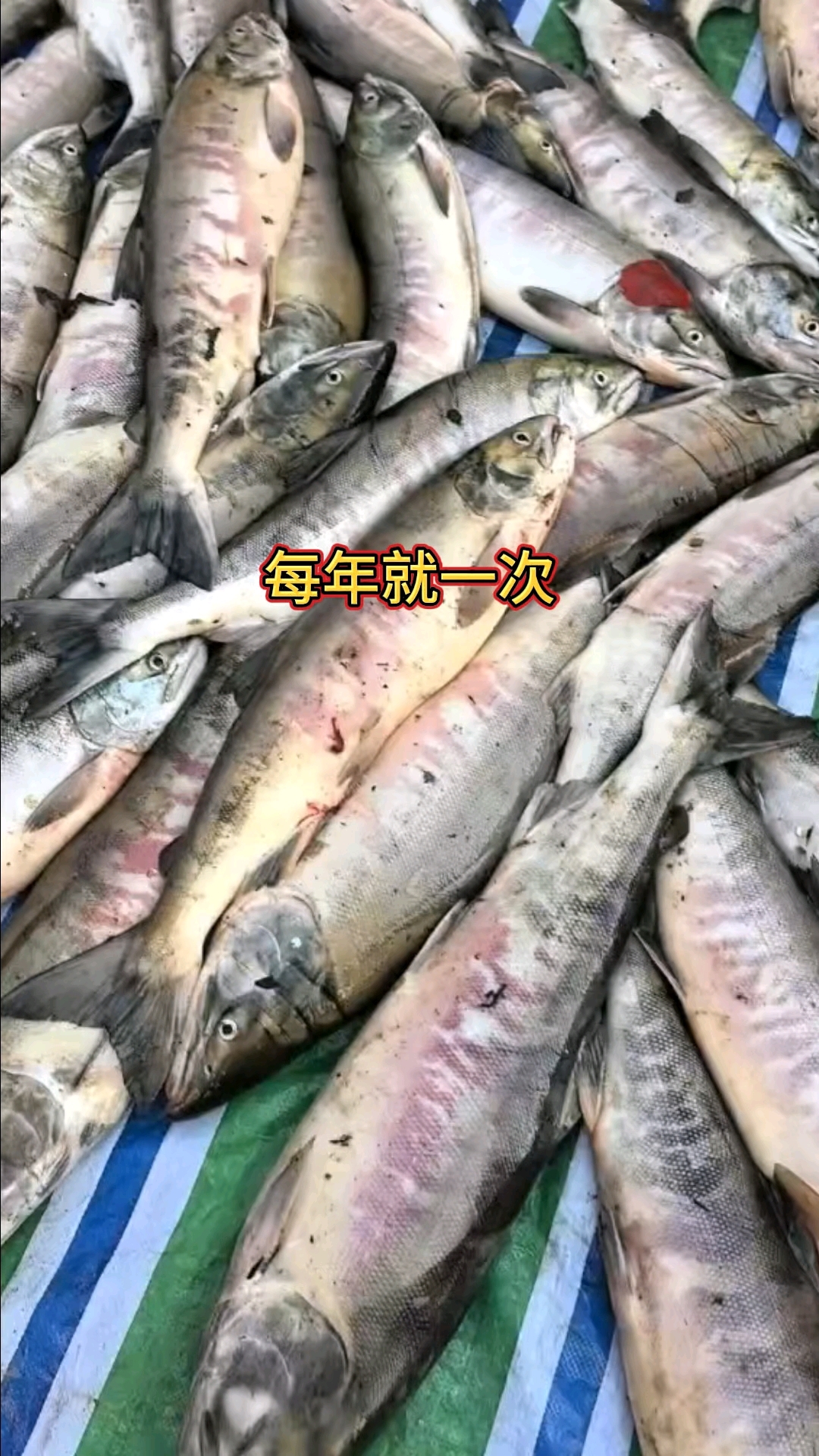 大马哈鱼籽做法不难