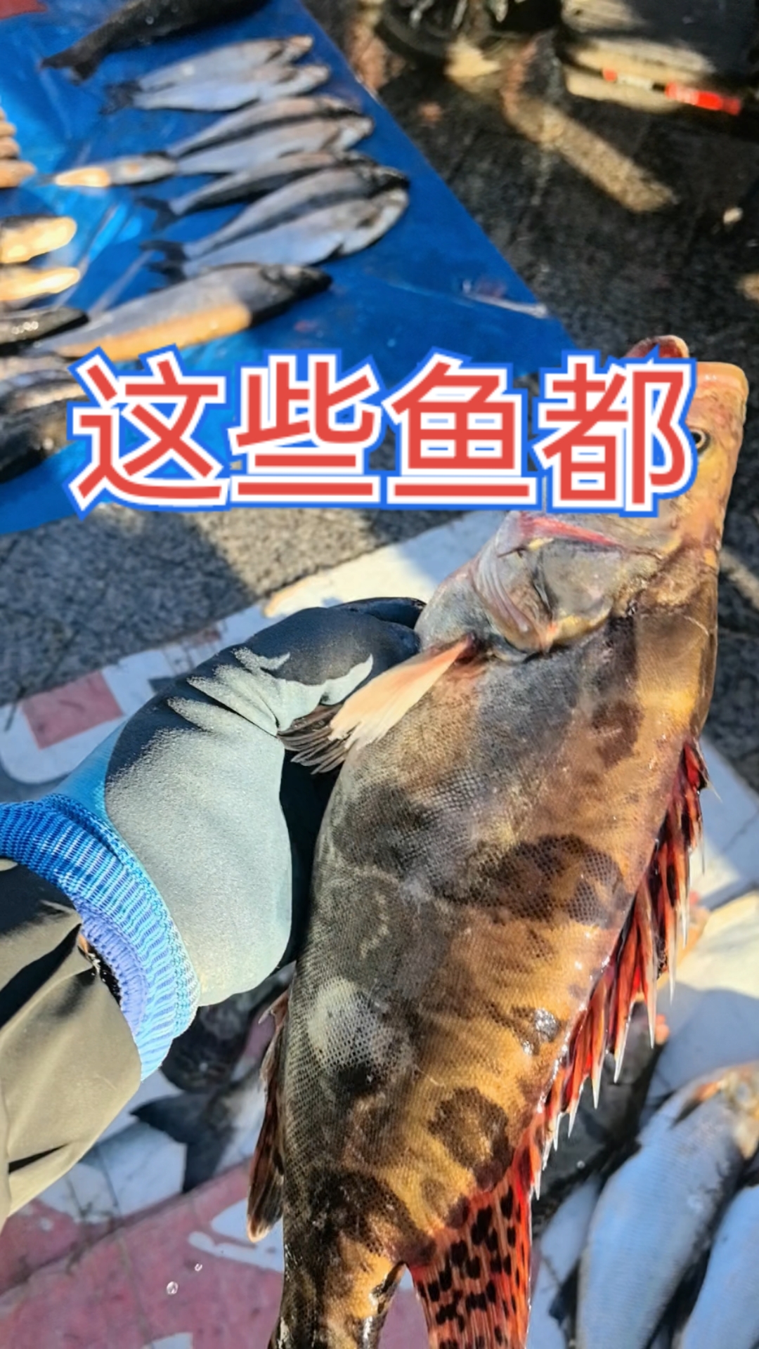 抚远野生江鱼你们有吗?