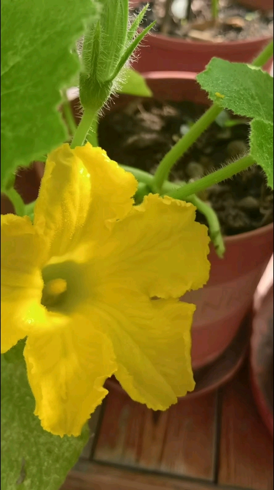 自己种的纯天然蔬菜。
