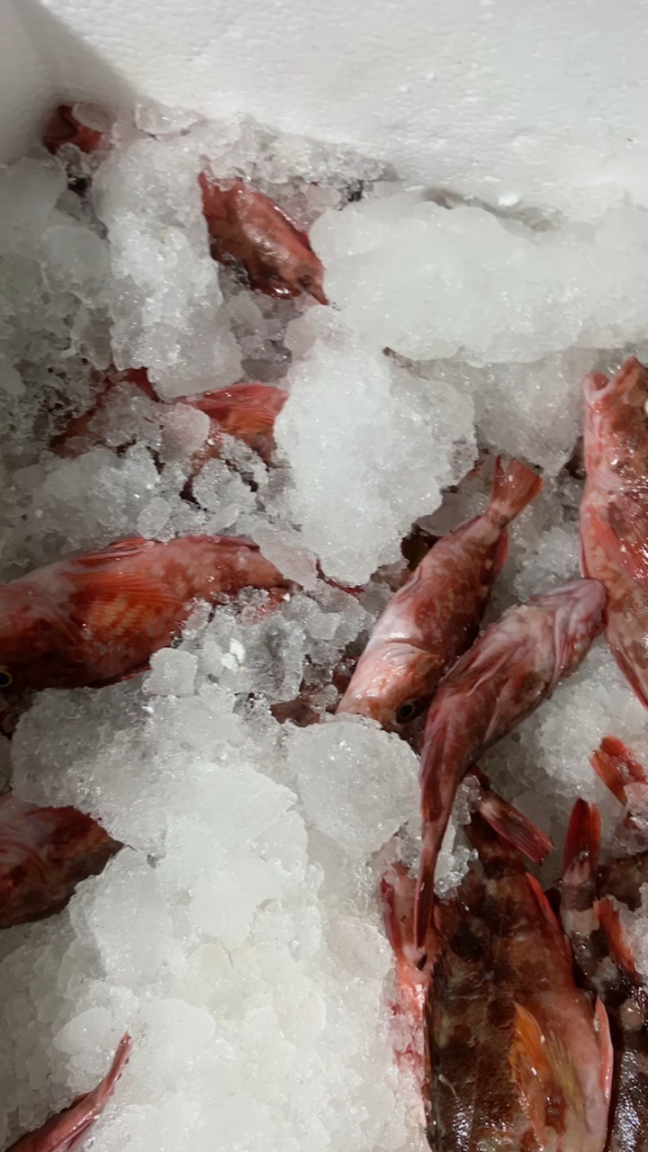 虎头鱼,红烧、做豆腐汤、椒盐,味道那是一个赞,要吃的可以说