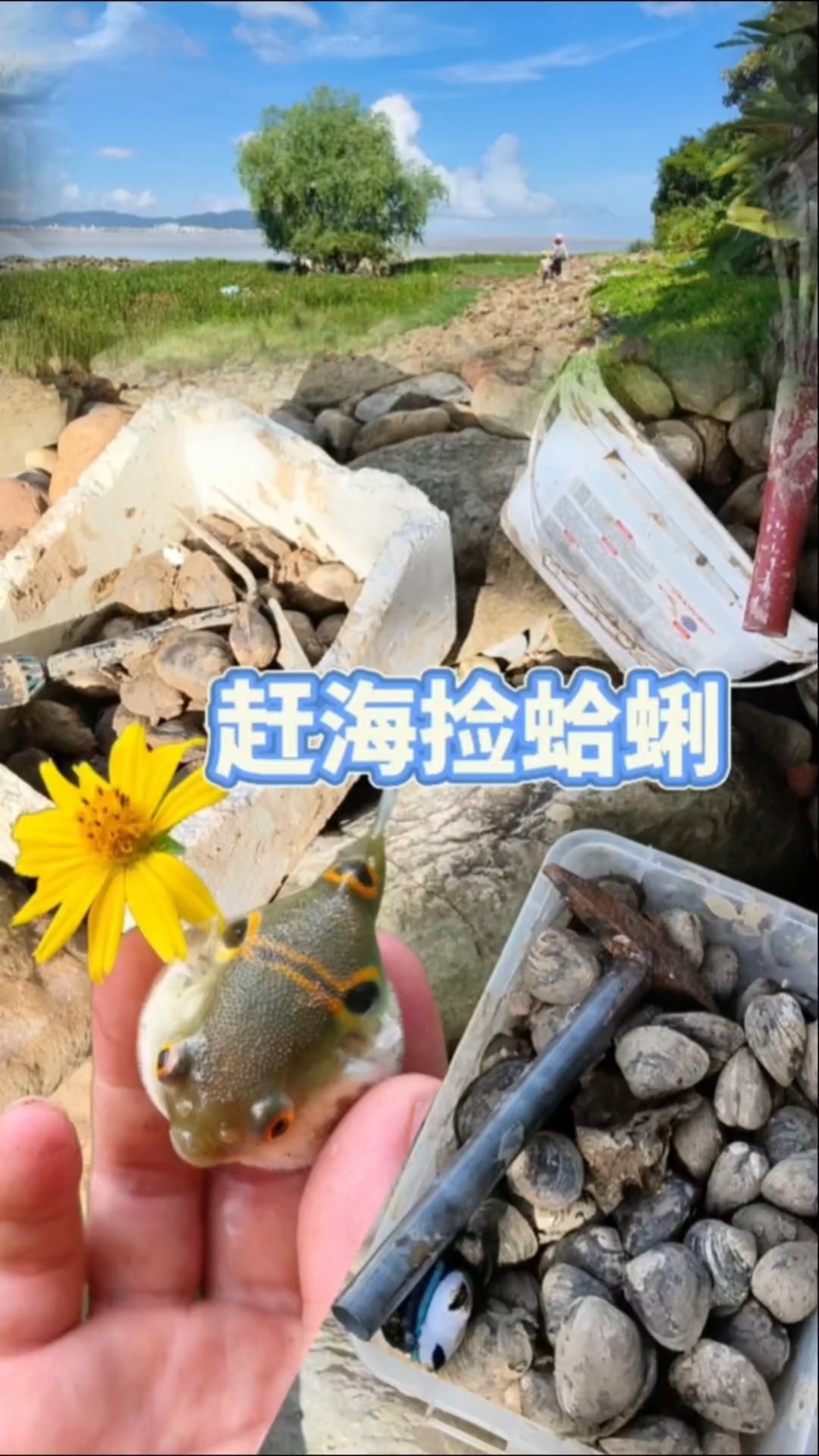 珠海赶海捡挖蛤蜊，四个人挖了40斤，还抓了两条鸡泡鱼