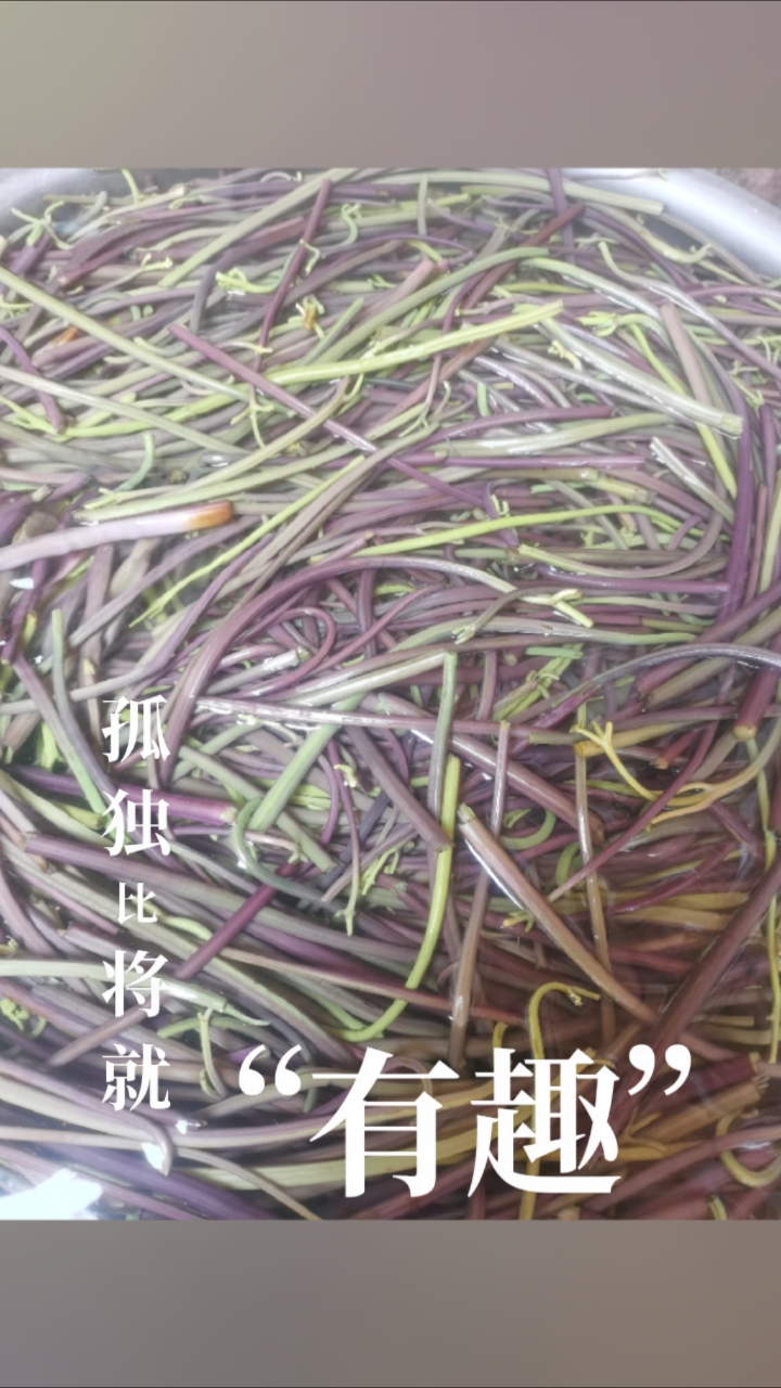 角角菜