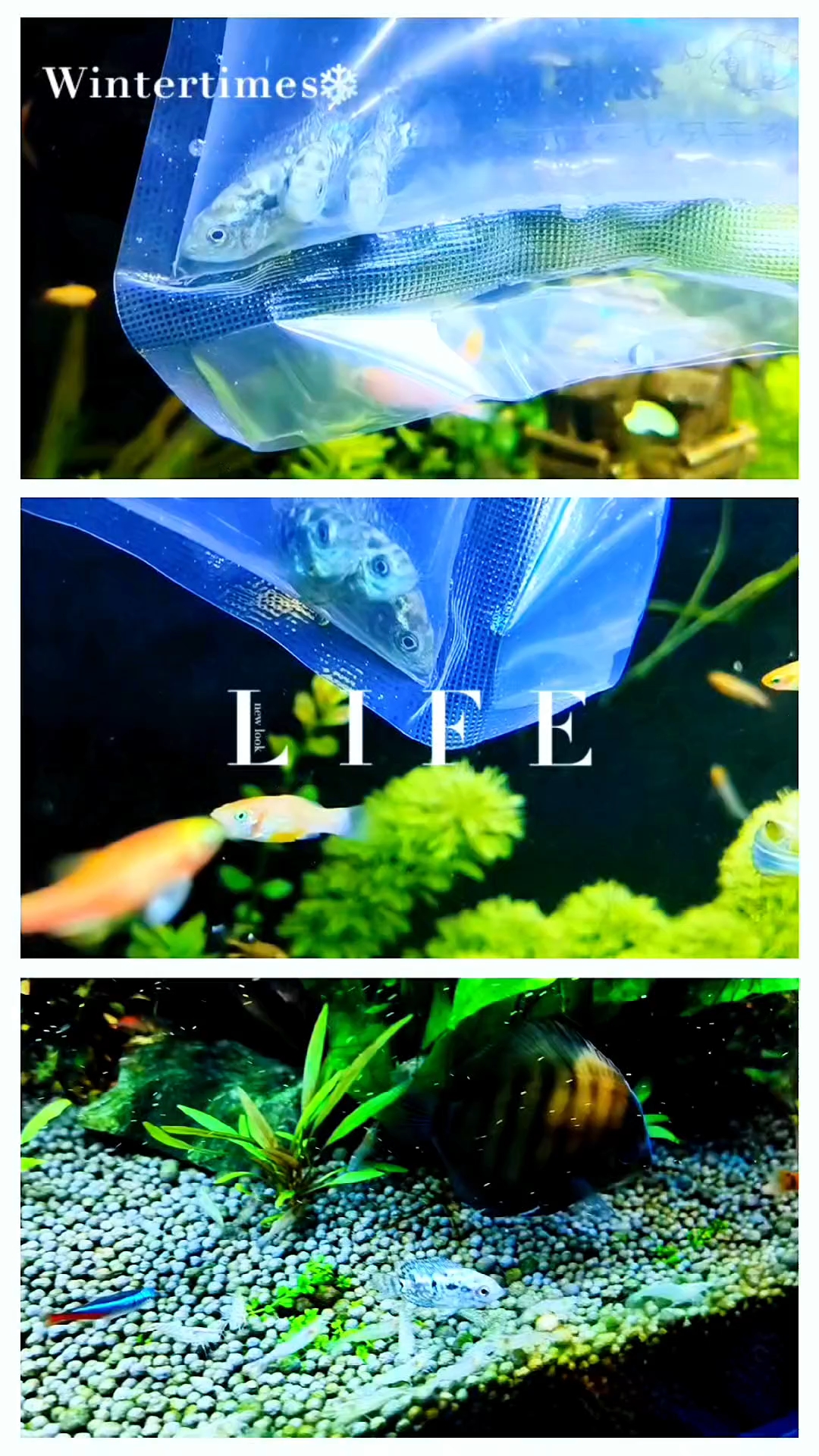 又来了新伙伴银河星钻坐等发色发色就很好看了#养鱼日记 #养鱼