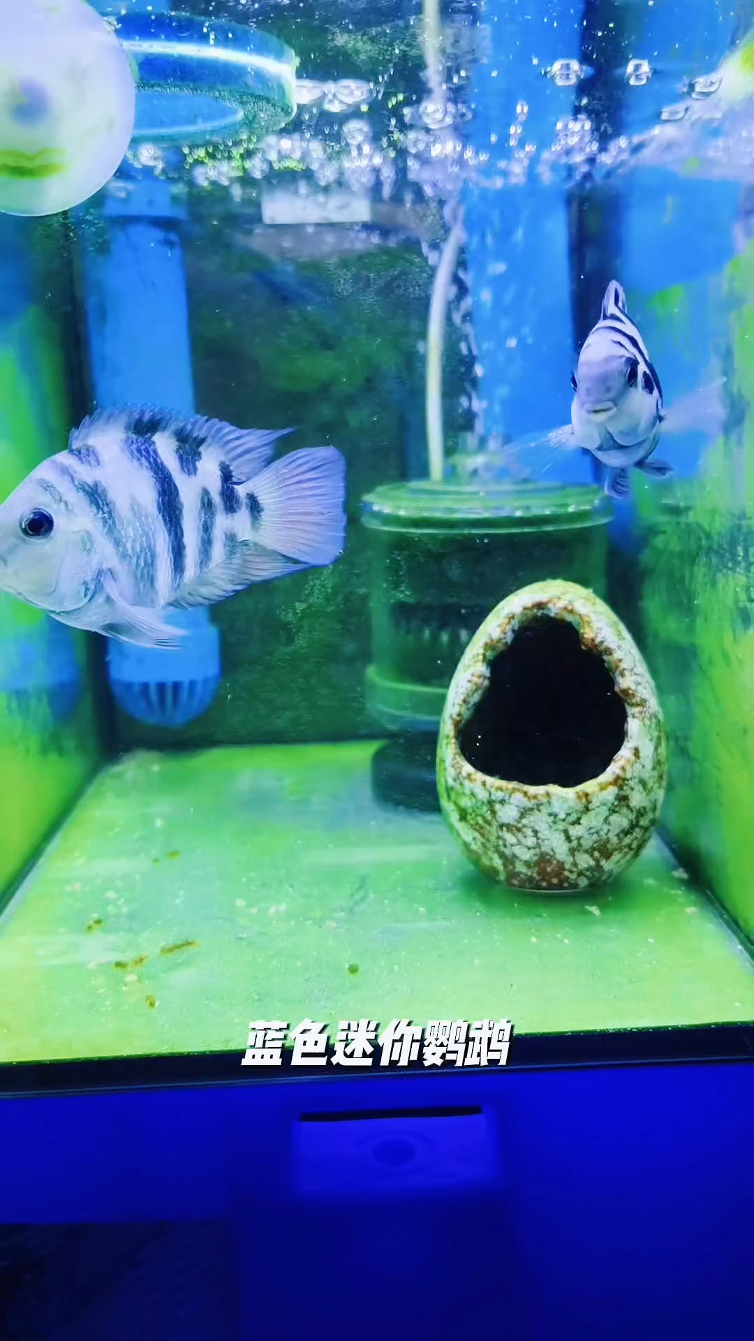 早,忙碌了一年对自己这一年的努力满意吗?#迷你鹦鹉鱼 #养鱼