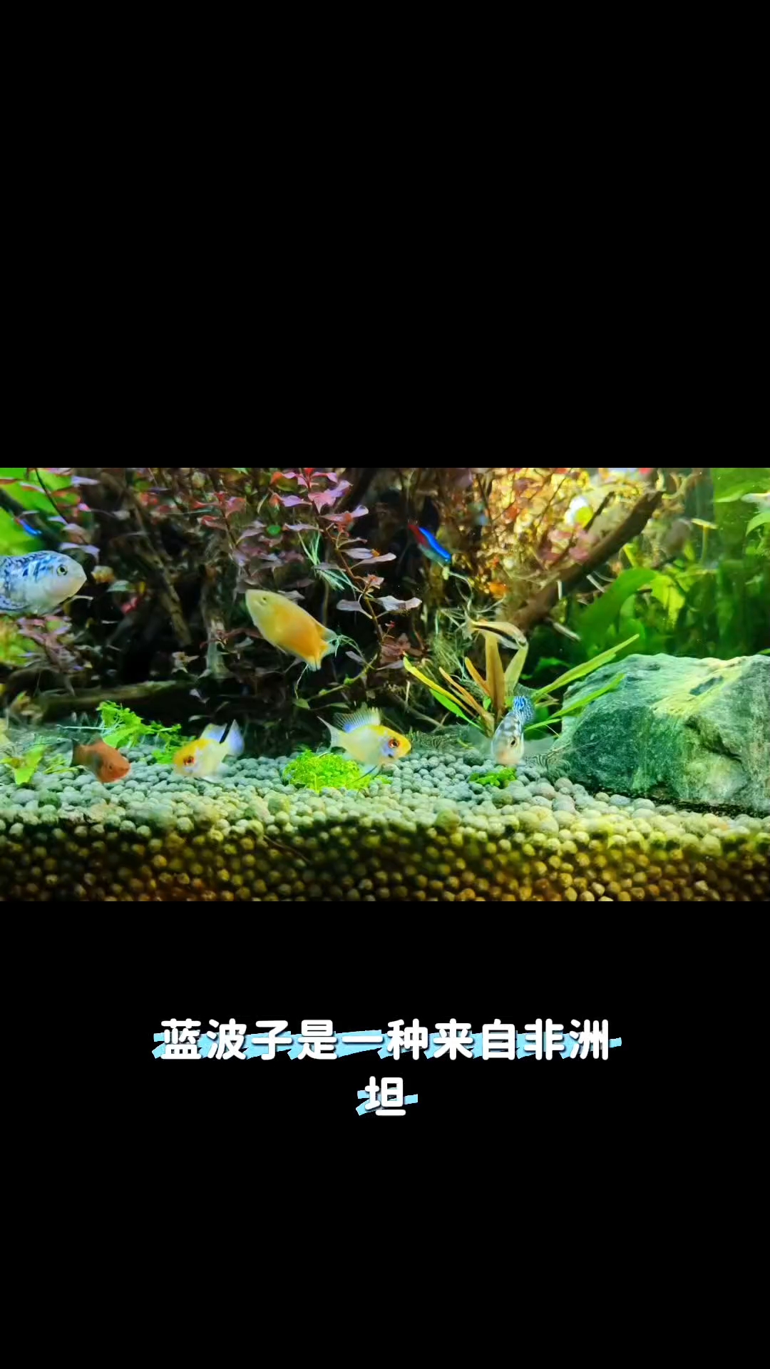 养鱼小知识#养鱼日记 