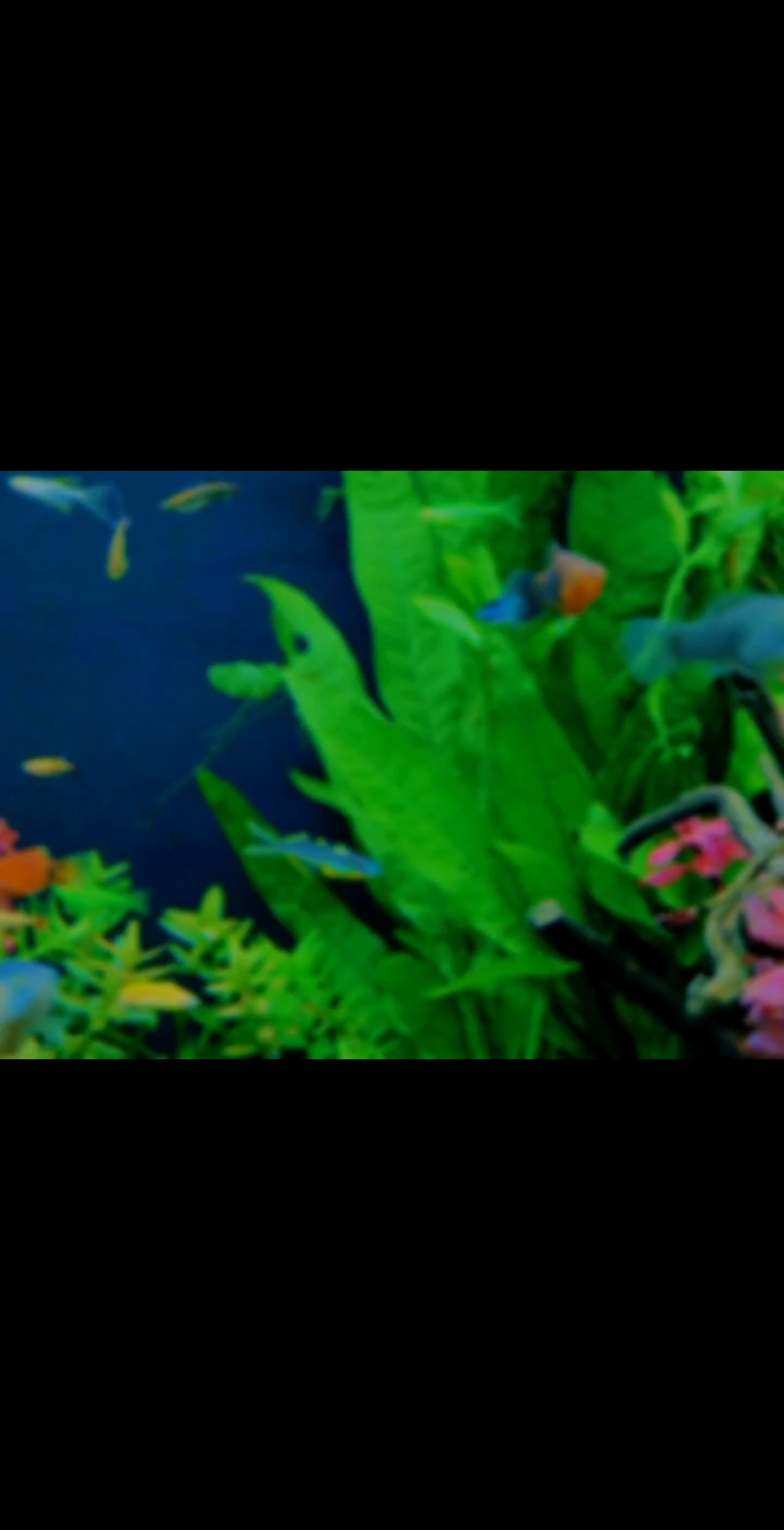 霓虹燕子#鱼缸里的大自然 #祝大家年年有鱼 