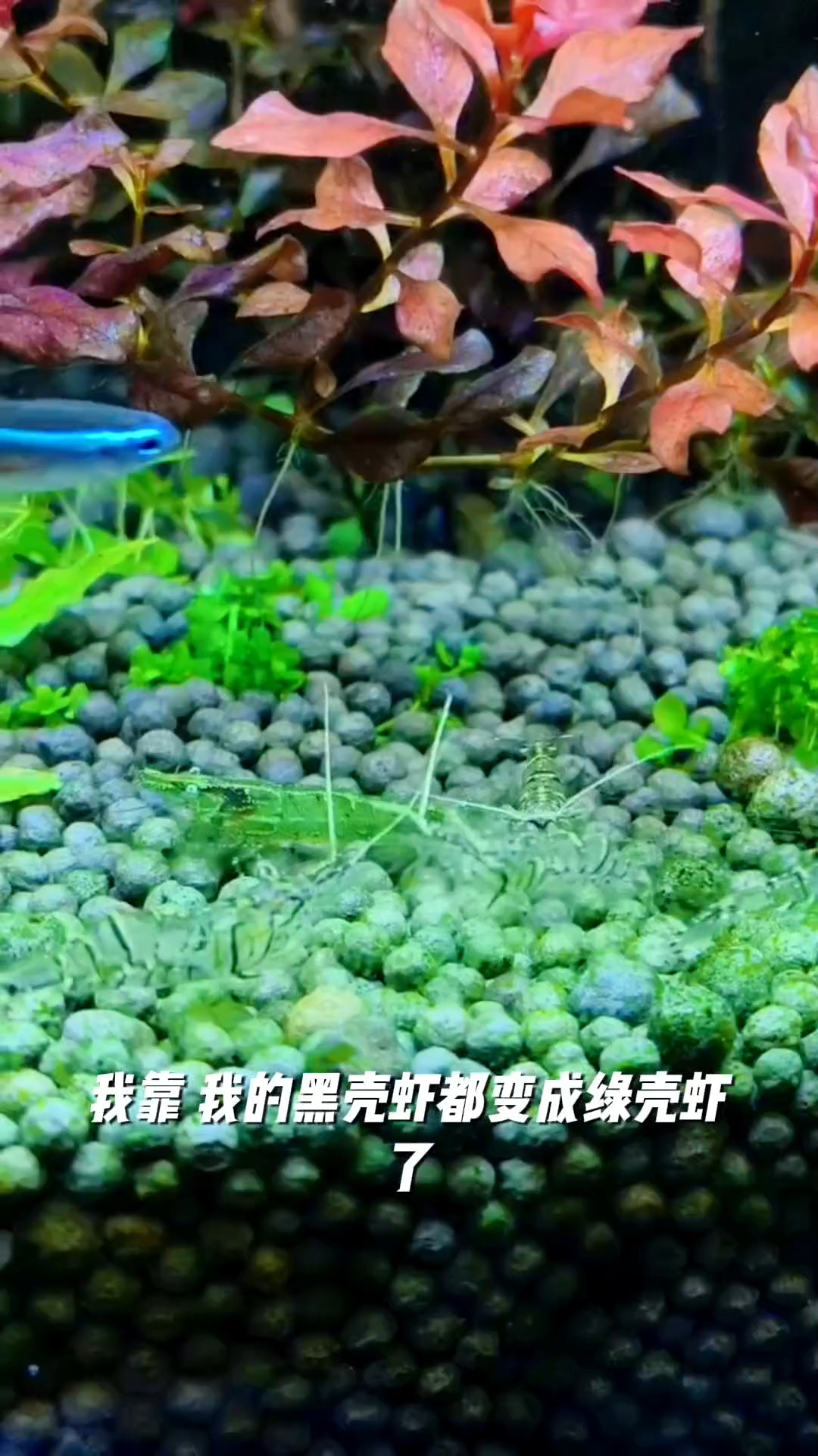 黑壳虾成绿壳虾了#观赏虾 