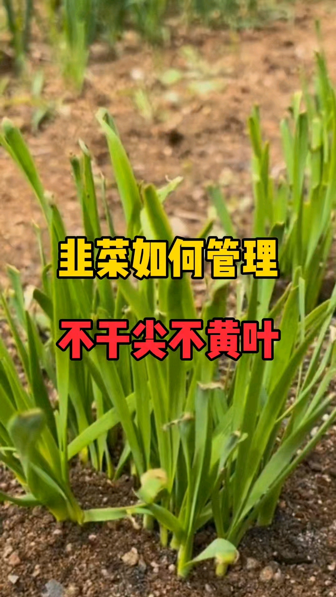 韭菜如何管理不干尖不黄叶