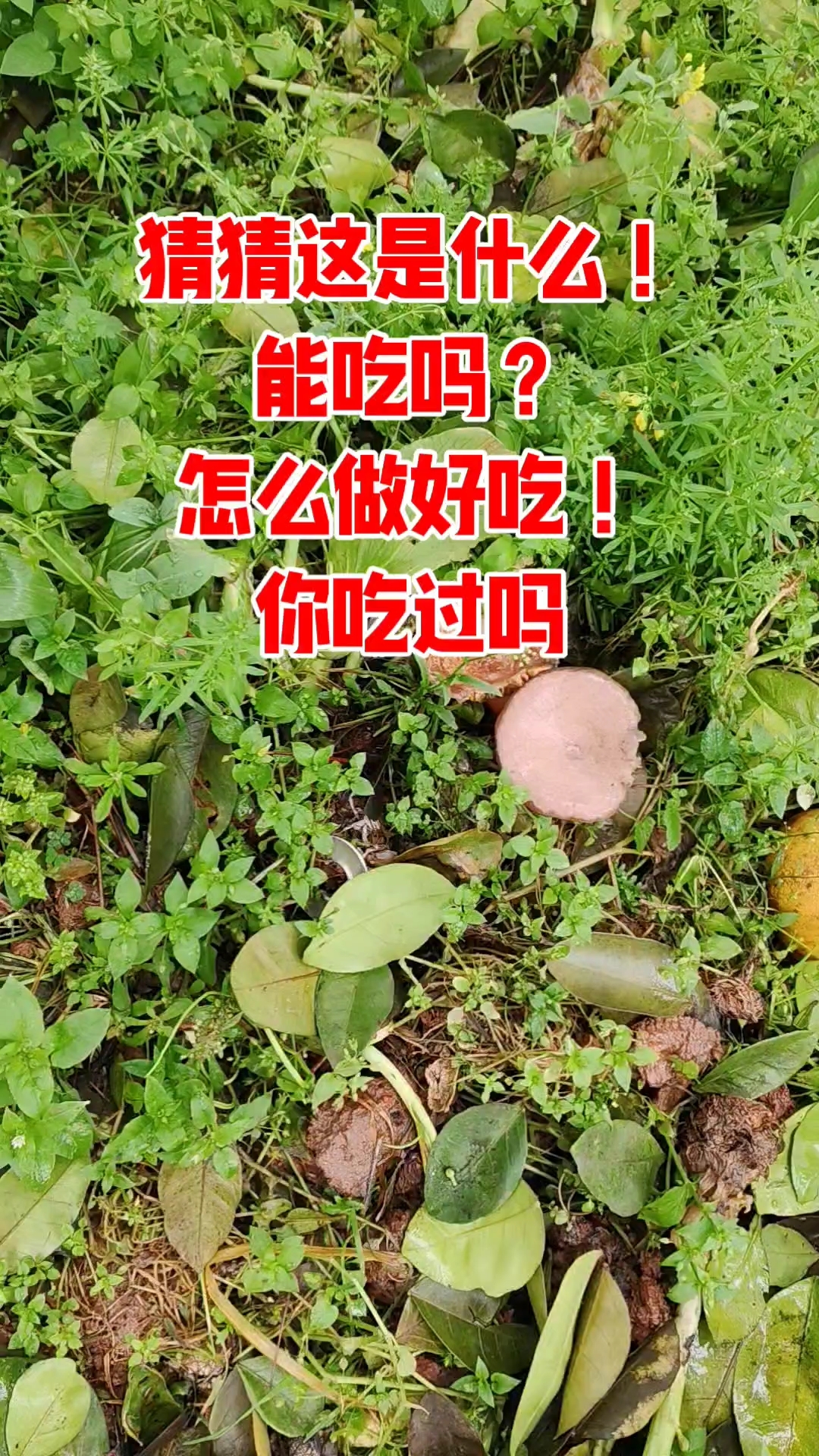 这个是什么?怎么做好吃?你们吃过吗?#春天来了#松菇#野菜#
