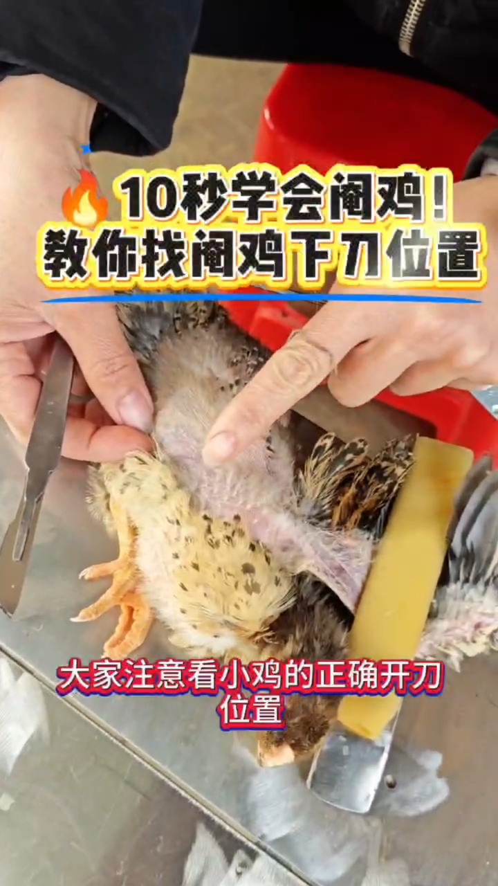 10秒学会阉鸡!保姆级教程全程拆解,如何找阉鸡下刀位置