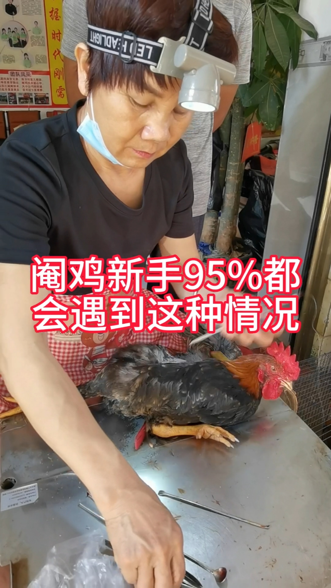 想学怎么阉鸡必须知道这些实用技巧,赶紧关注我们学起来