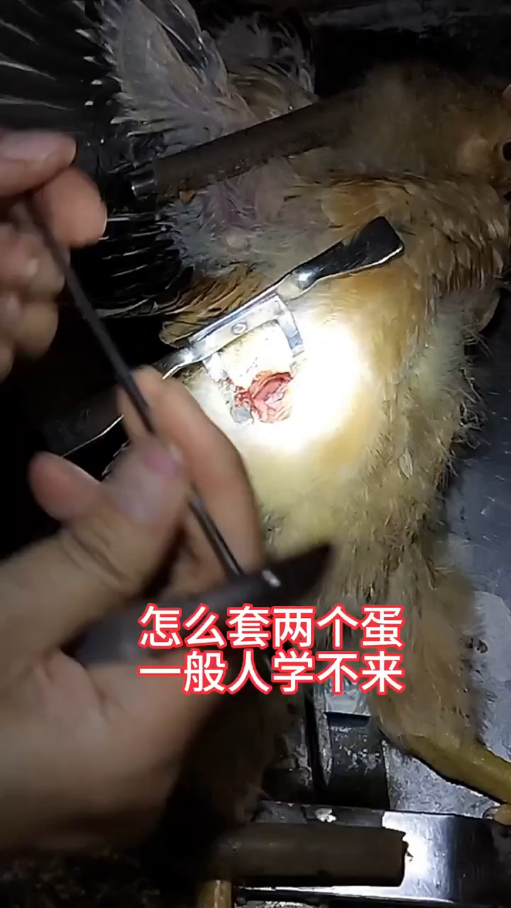 阉鸡手艺人现在怎么样了 #手把手教学# #农村生活实录# #去哪里学阉鸡# #崇左女子阉鸡