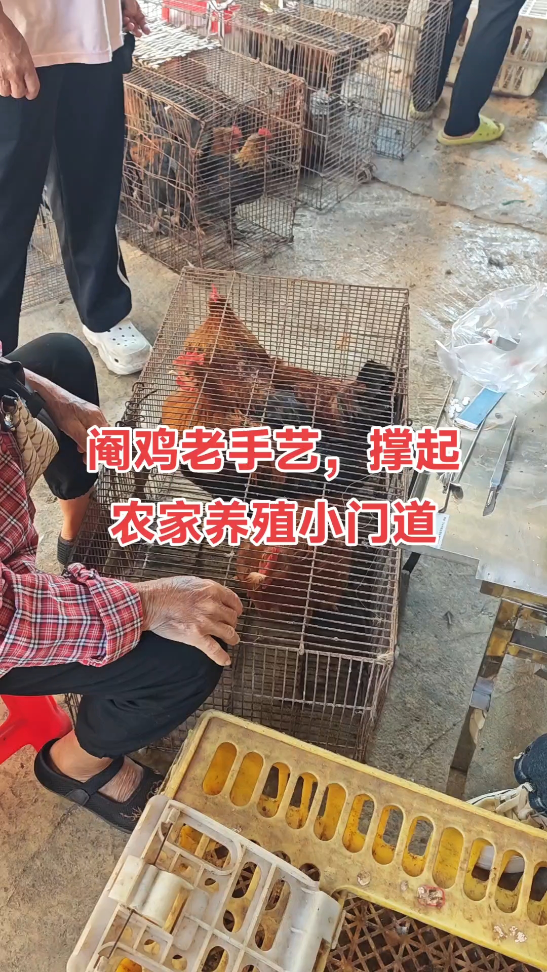 老手艺新门道,阉鸡手艺在农村