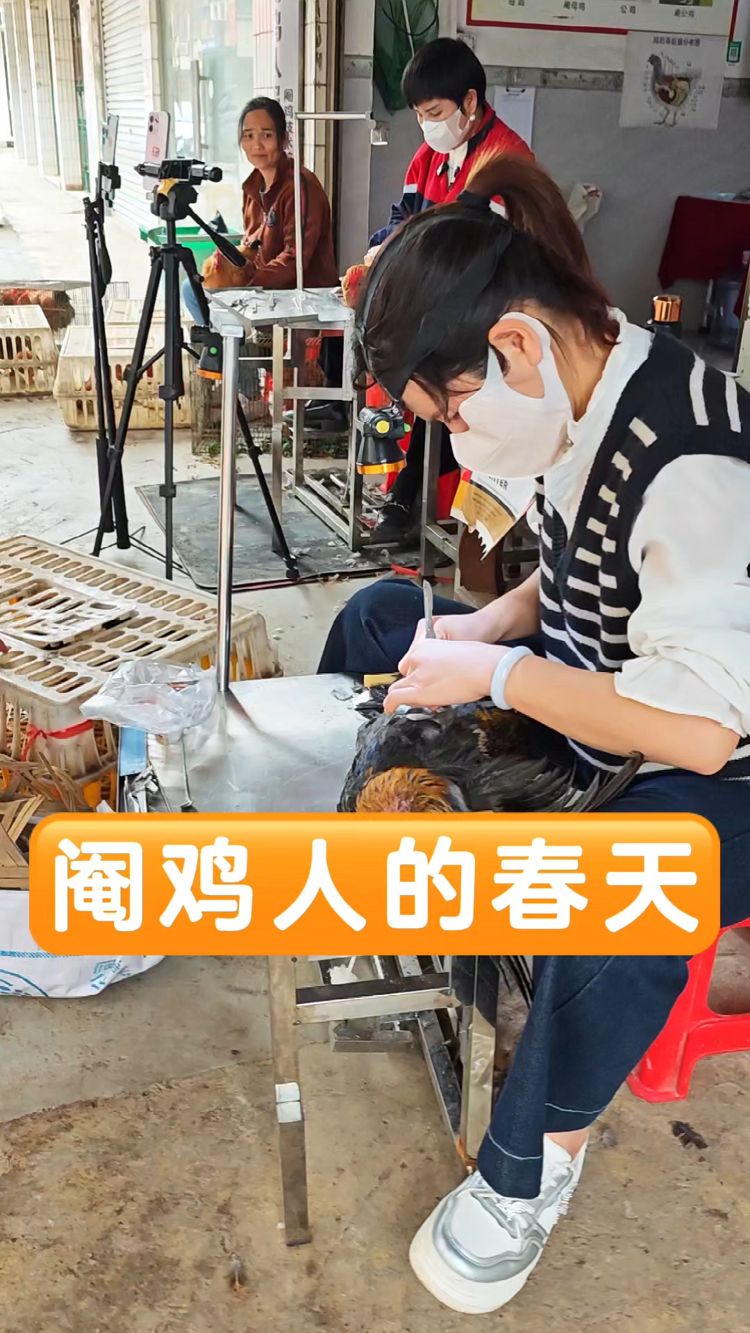 阉鸡手艺人的春天