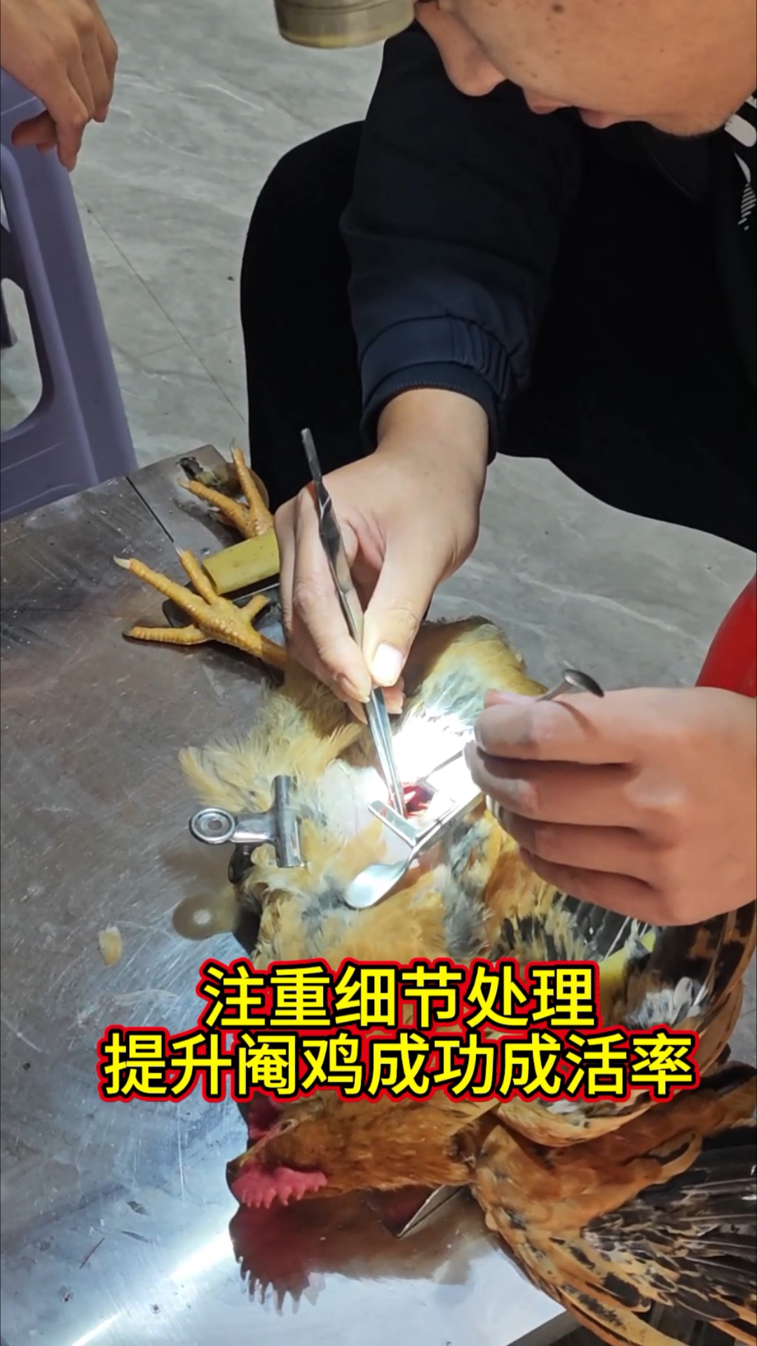 老手艺阉鸡有新传承