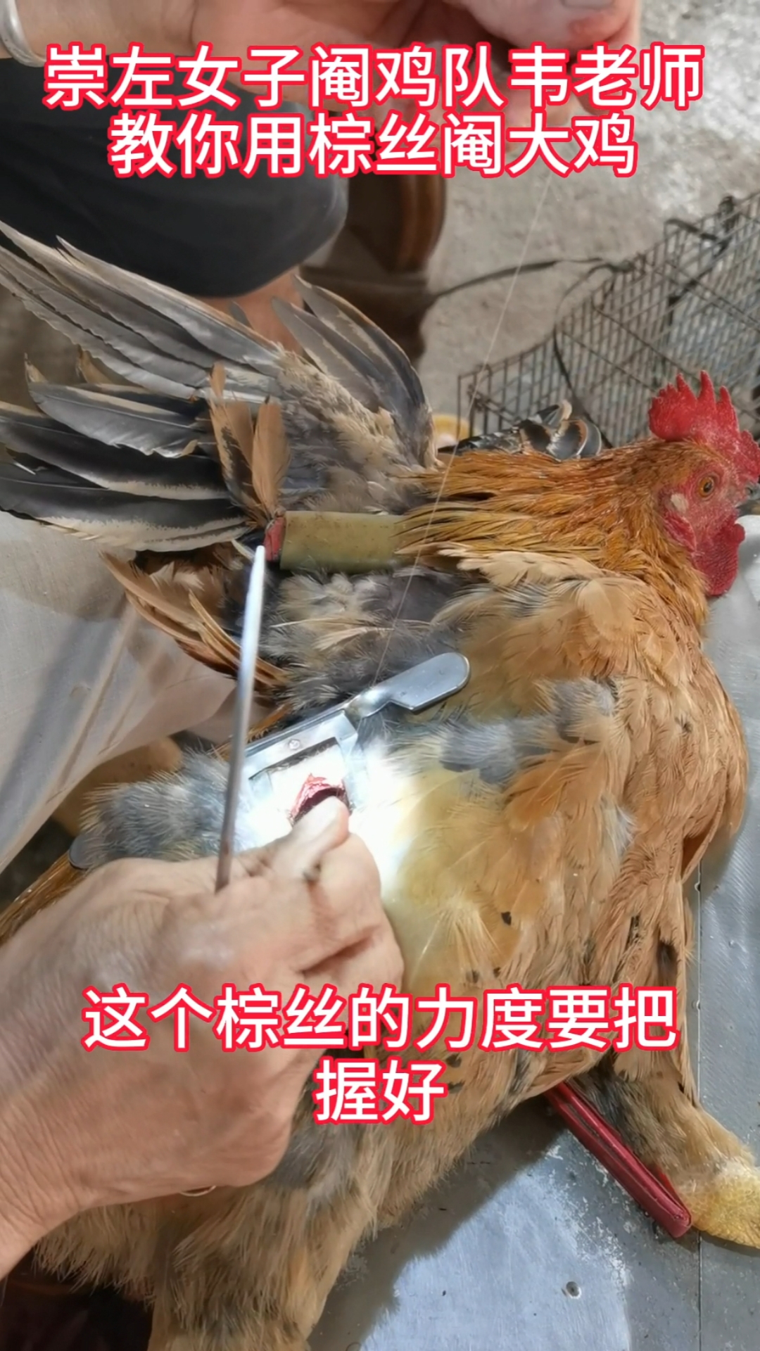 植物丝线也能阉鸡?真是稀奇了