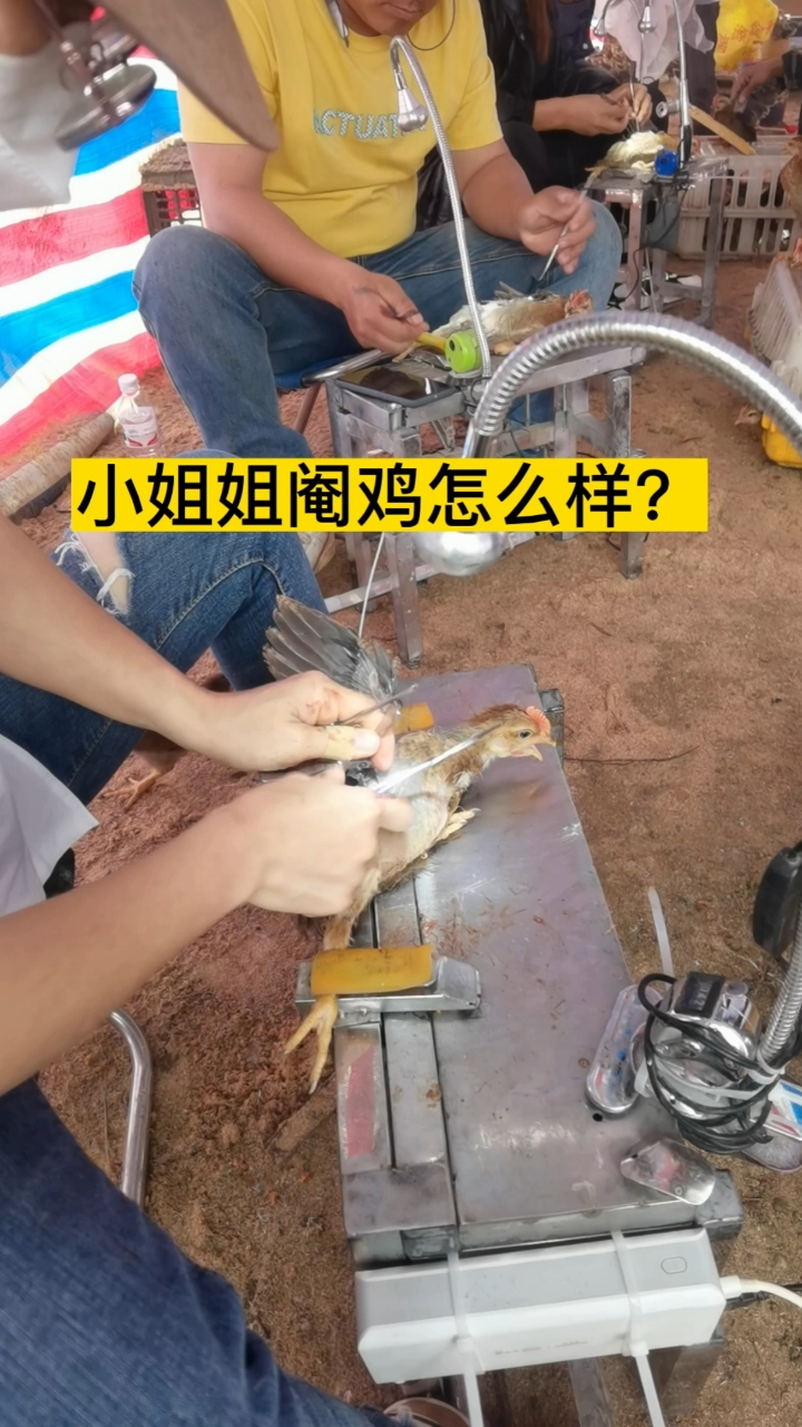 阉鸡这门手艺到底是失传了还是转移战场,看看,都是年轻人在学习