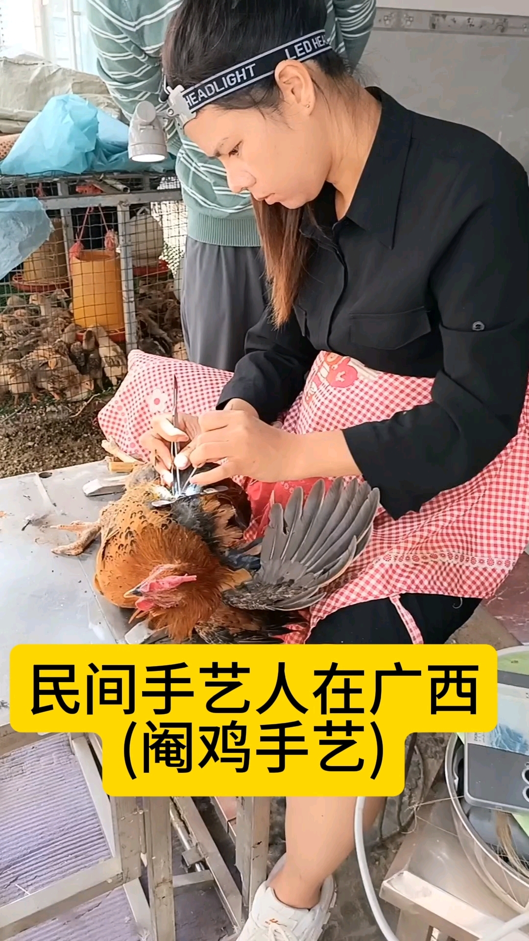 阉鸡手艺风靡全网