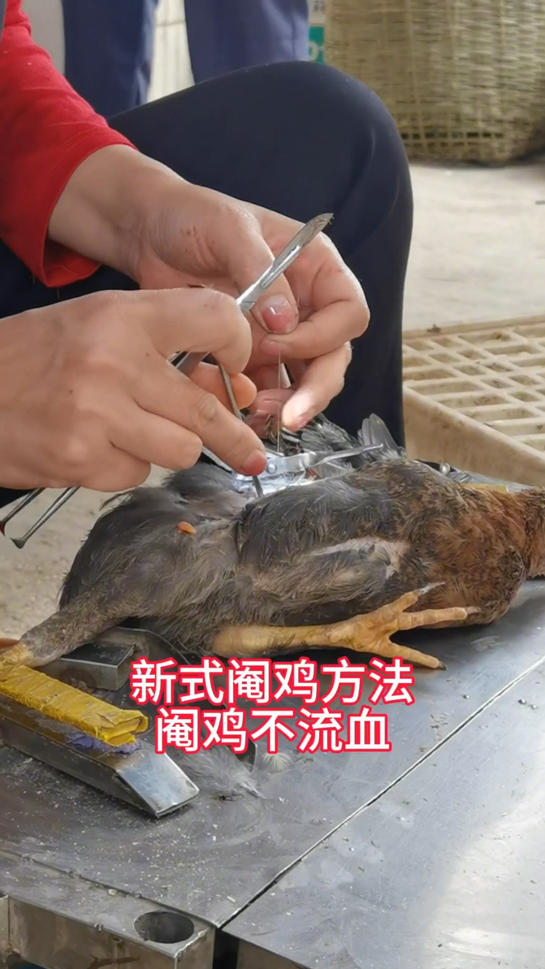新式阉鸡方法,阉鸡不流血