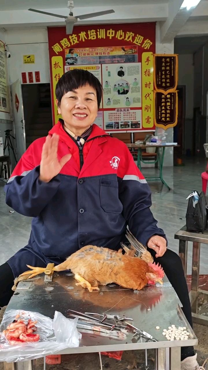 回村创业好门道 阉鸡这活能搞