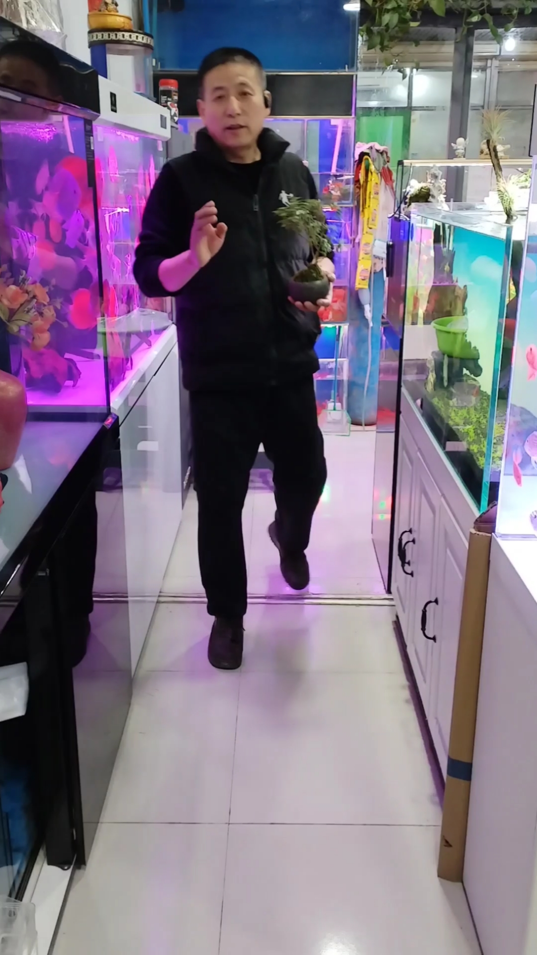 关刀鱼与慈鲷鱼的和谐混养