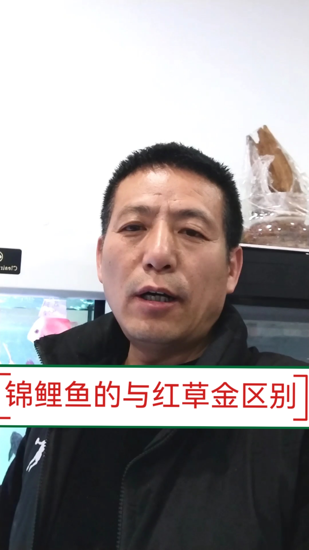 鱼闻天下|锦鲤鱼与红草金,不同背景价值相差在哪里,你知道吗?