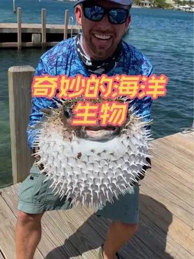 河豚不胀气的样子还是蛮可爱的 奇闻趣事 海豚 奇妙的海洋生物 你们有见过这种奇葩的鱼吗